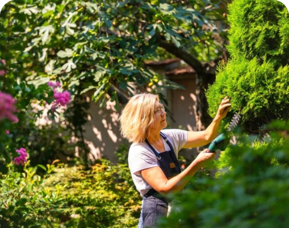Outdoor gardening with hedge trimmer tool