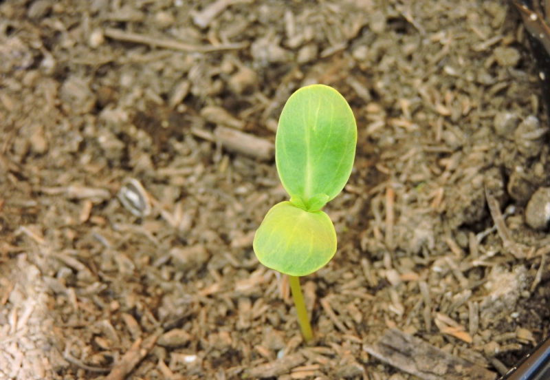 A small green seedling emerging from soil.