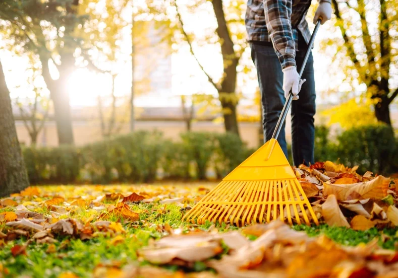 Person raking fallen autumn leaves in a park during sunset.